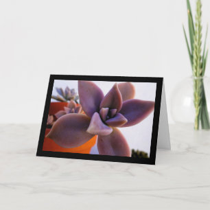 Carte Gros plan sur la plante fantôme succulente