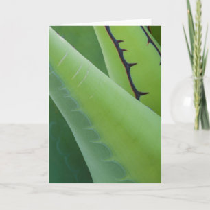 Carte Gros plan sur l'Agave