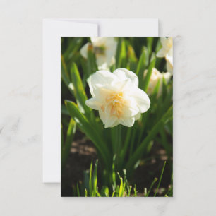 Carte Grosses jonquilles blanches le jour du printemps