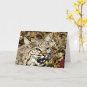 Carte Grossissant Bobcat (Fleur jaune)