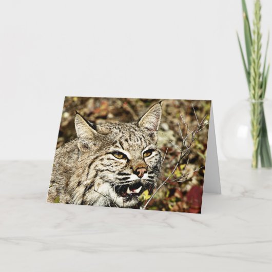 Carte Grossissant Bobcat (Devant)