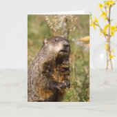 Carte Groundhog (Fleur jaune)