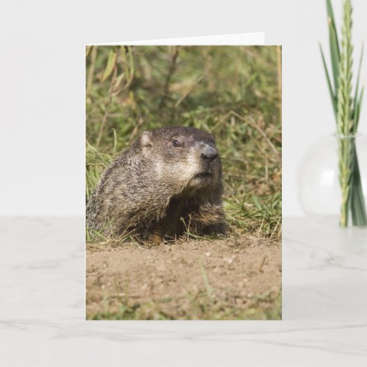 Carte Groundhog (Devant)