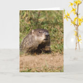 Carte Groundhog (Fleur jaune)
