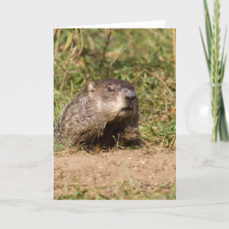 Carte Groundhog