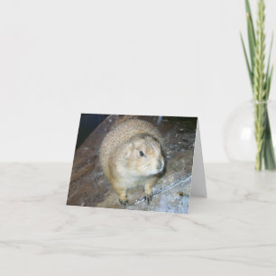 Carte Groundhog Day Card