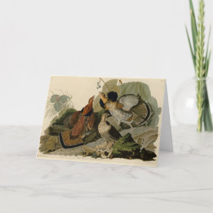 Carte Grouse rouffé - d'Audubon's Birds of America