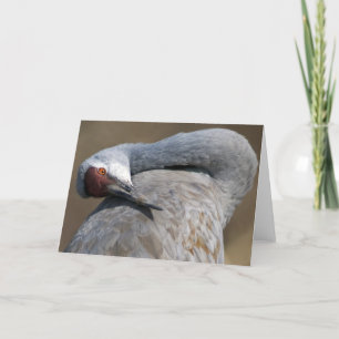 Carte Grue de Sandhill à Bosque del Apache