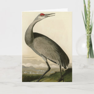 Carte Grue de Sandhill d'Audubon's Birds of America
