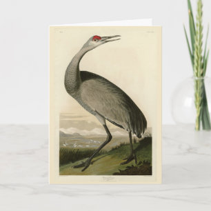 Carte Grue de Sandhill d'Audubon's Birds of America