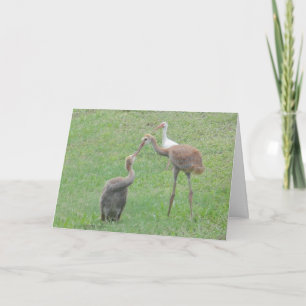 Carte Grues de Sandhill