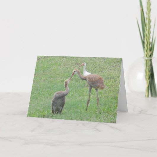 Carte Grues de Sandhill (Devant)