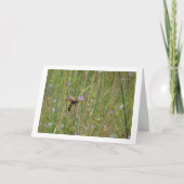 Carte Guêpe de mammouth - Megascolia maculata (Devant)