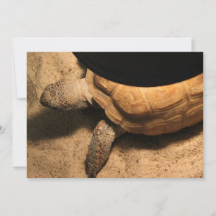 Carte Gus the Tortoise