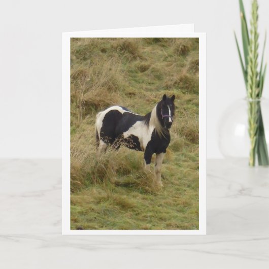 Carte Gypsy pony stallion horse card (Devant)