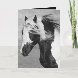 Carte Gypsy Runs Horse Grey Card