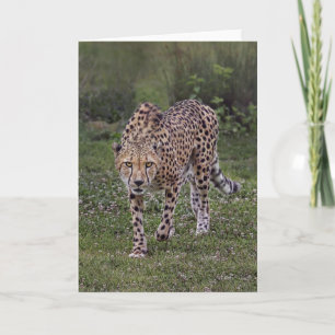 Carte Hackers Up Cheetah