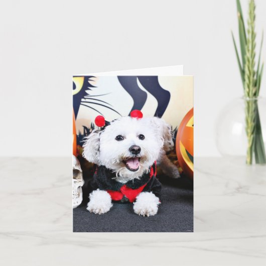 Carte Halloween - Bichon Frise - Andi (Devant)
