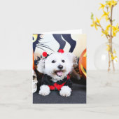 Carte Halloween - Bichon Frise - Andi (Fleur jaune)