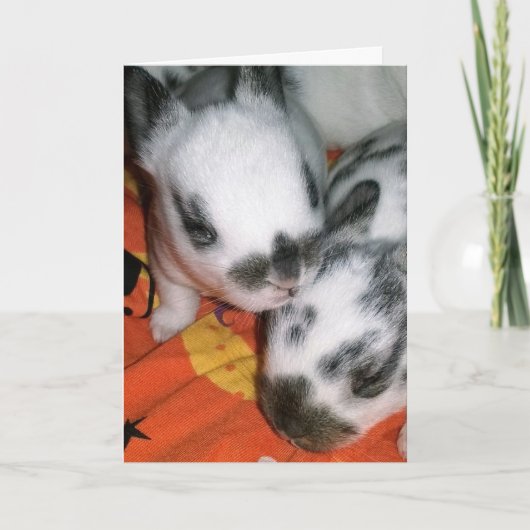 Carte Halloween Bunnies (Devant)
