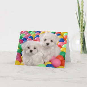 Carte Happy Birthday Bichon Frise White Puppy Dog