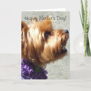 Carte Happy Mother's Day Yorkshire Terrier Greeting Card