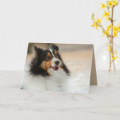 Carte Happy Shelty (Fleur jaune)