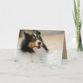 Carte Happy Shelty (Devant)