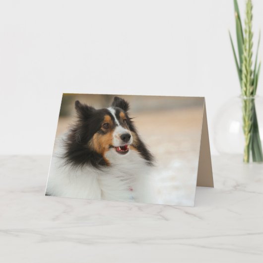 Carte Happy Shelty (Devant)