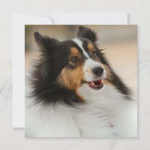 Carte Happy Shelty