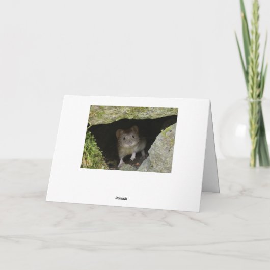 Carte Hares de boxe (Dos)