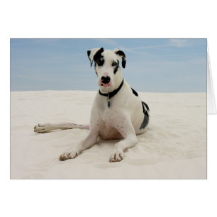 Carte Harlequin Great Dane Puppy Dog Card - Verso