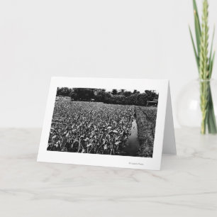 Carte Hawaiian IslandsTaro Field PhotoHawaii