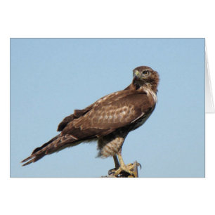 Carte Hawk à queue rouge