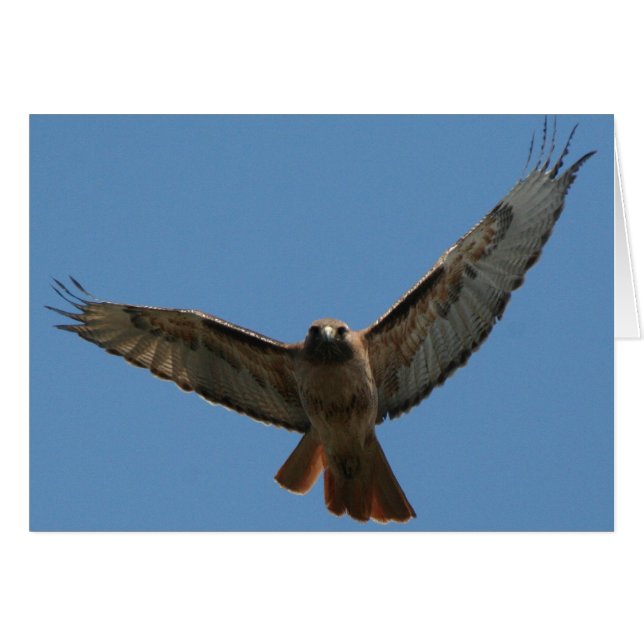 Carte Hawk Red Tail (Devant horizontal)