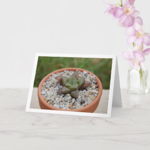 Carte Haworth cooperi, Plante Succulent