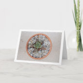 Carte Haworthia cooperi, Plante grasse (Devant)