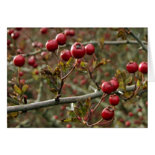 Carte Hawthorn Berries (Devant horizontal)