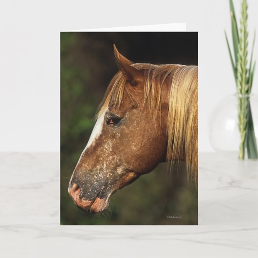 Carte Headshot 1 de cheval d'Appaloosa (Devant)