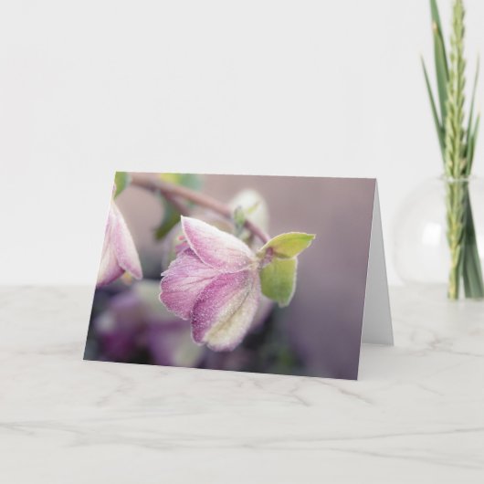 Carte Helleborus gelé (Devant)