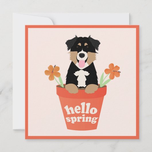 Carte Hello Spring Australian Shepherd Chien En Pot Fleu (Devant)