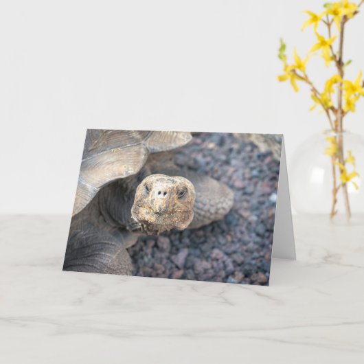Carte Hello There-Giant Tortoise (Fleur jaune)