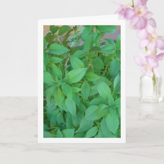 Carte Herbe basique (basilique d'Ocimum) (Orchidée)