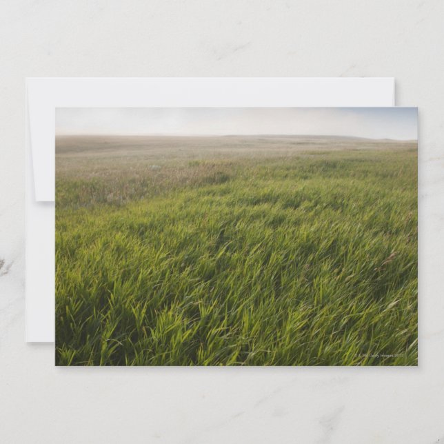 Carte Herbe des Prairies (Devant)