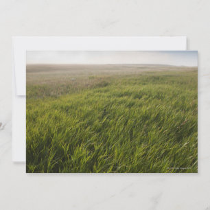 Carte Herbe des Prairies