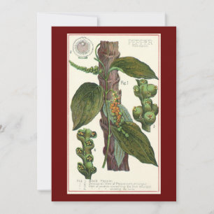 Carte Herbes alimentaires vintages épices, poivre noir P