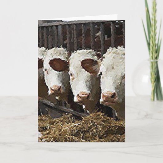 Carte Hereford Cattle (Devant)