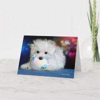 Hermes the Maltese Birthday Greeting