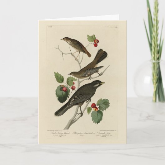 Carte Hermite Thrush, Grey Jay Audubon's Birds of Americ (Devant)