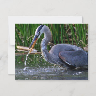 Carte Heron Splash